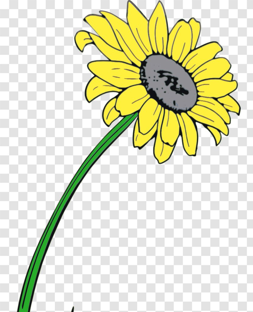 Common Daisy Sunflower Cut Flowers Transvaal Oxeye - Chrysanthemum Transparent PNG