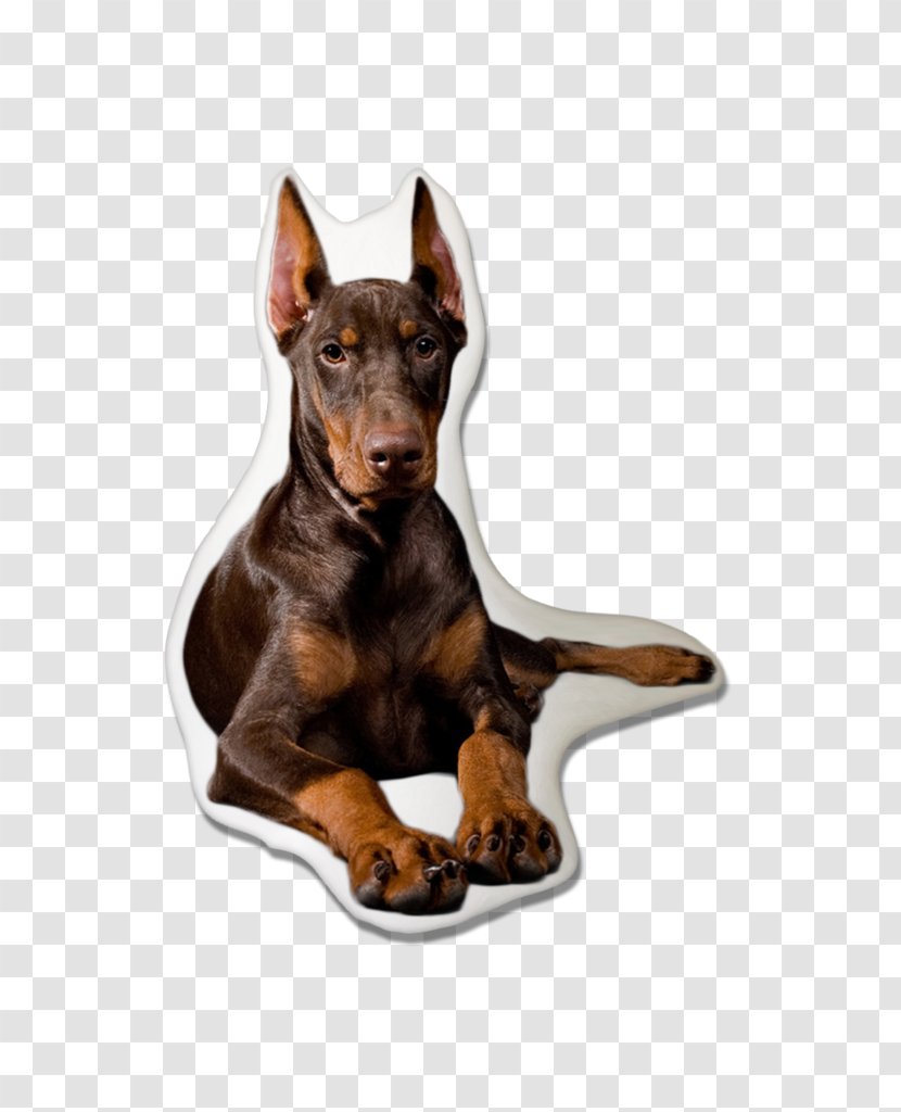 Dobermann Miniature Pinscher German Manchester Terrier English Toy - Afghan Hound - How To Train Your Doberman Transparent PNG