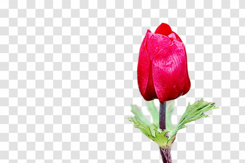 Flower Bud Petal Tulip Red Transparent PNG