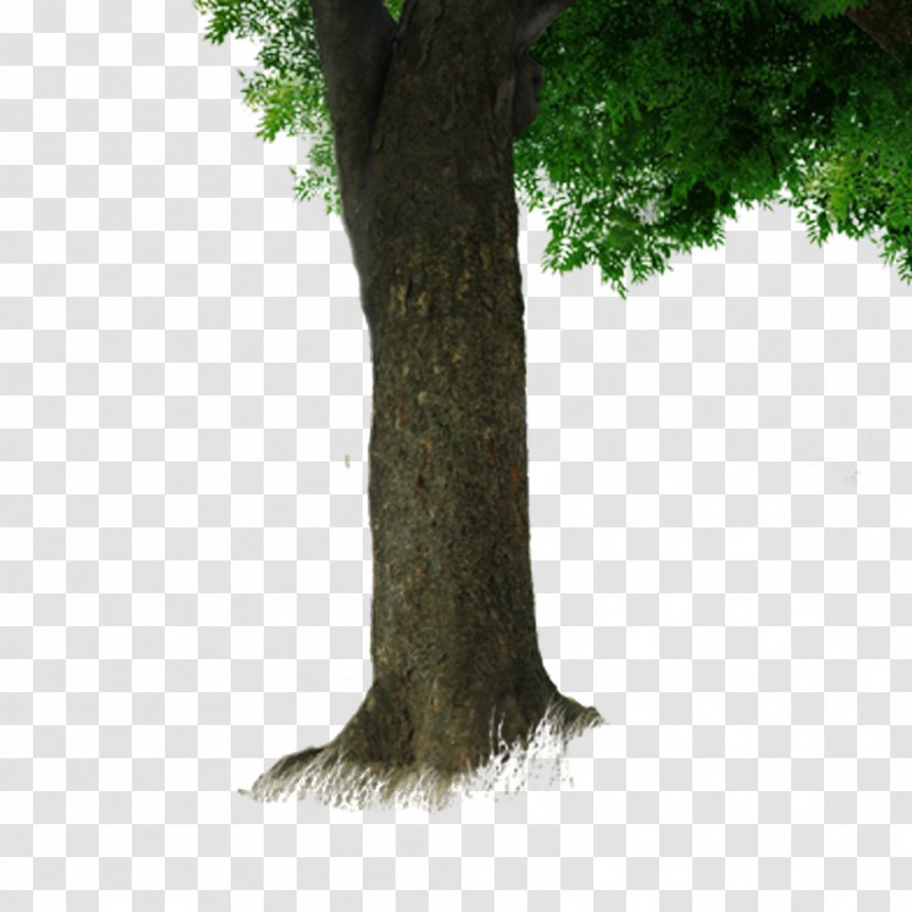 Trunk Tree Branch - Photography - Free To Pull The Material Transparent PNG