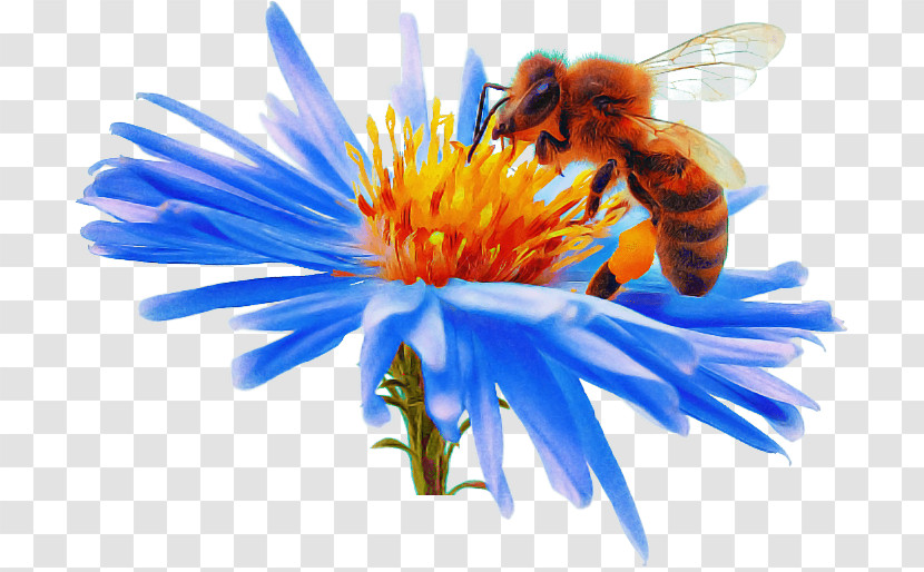Honey Bee Nectar Pollen Bees Close-up Transparent PNG
