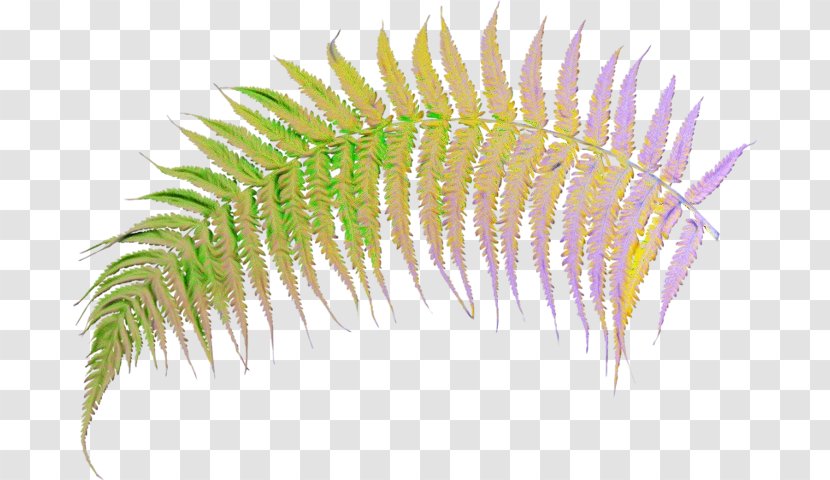 Plant Terrestrial Caulerpa Vascular Flower - Wet Ink Transparent PNG