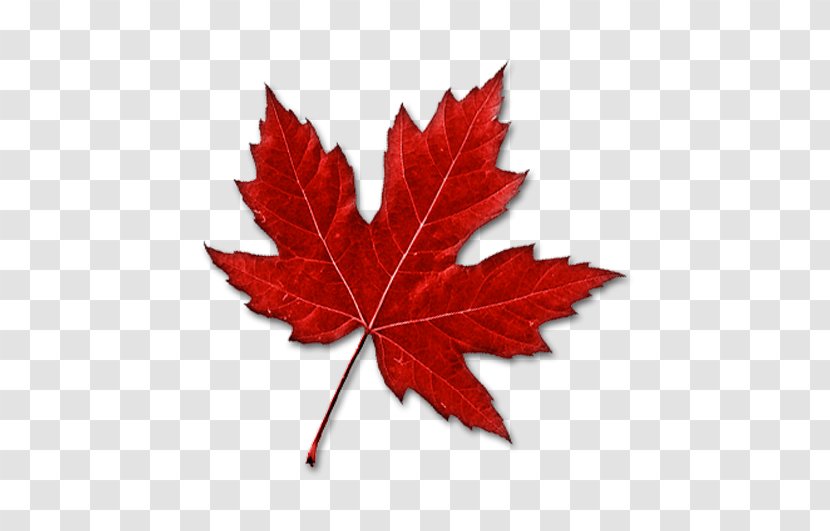 Canada Maple Leaf Clip Art - Green - Red Transparent PNG