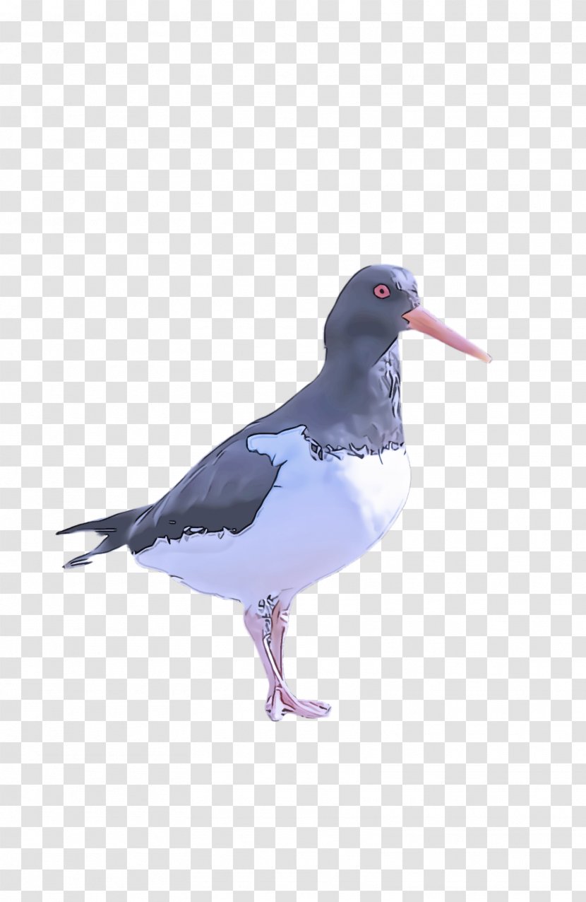 Feather - Laughing Gull - Water Bird Transparent PNG