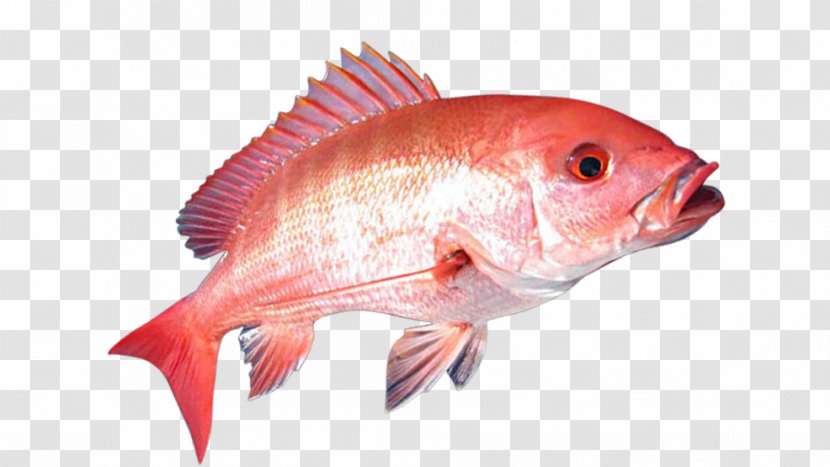 United States Northern Red Snapper Gulf Of Mexico Recreational Fishing - Oily Fish Transparent PNG