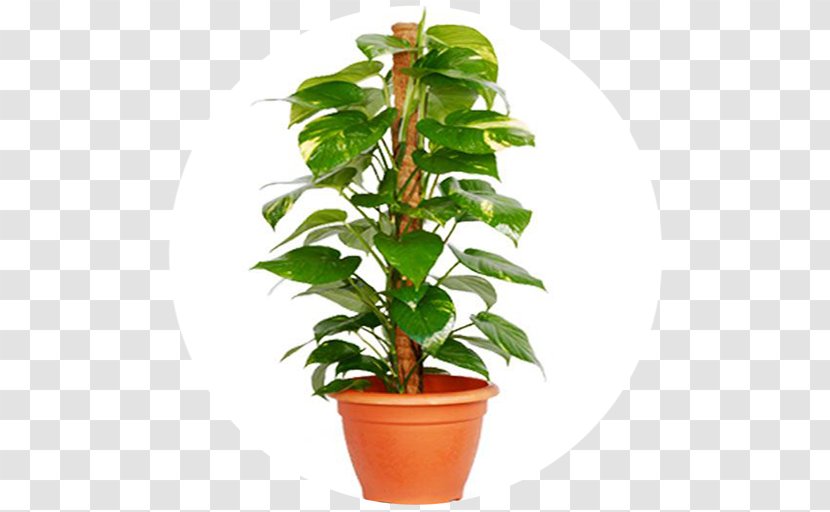 Devil's Ivy Houseplant Areca Palm Indoor Air Quality - Dracaena - Plant Transparent PNG