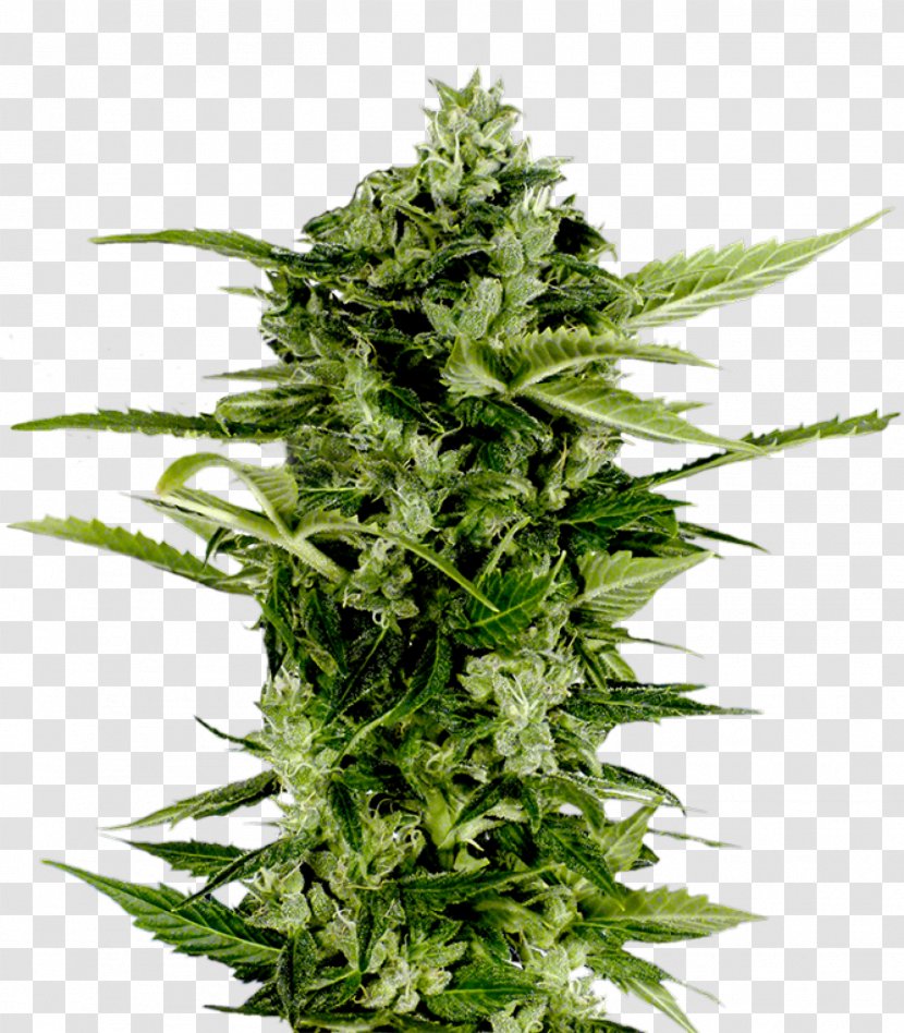 Autoflowering Cannabis Seed Company Skunk - Grass - Ape Transparent PNG