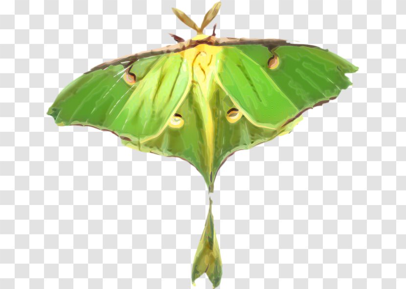 Butterfly Flower - M - Emperor Moths Pollinator Transparent PNG