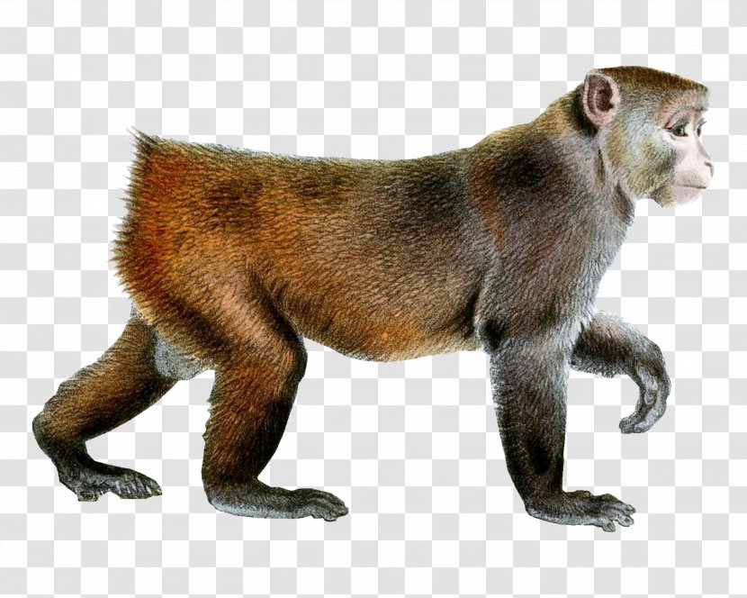 Monkey Rhesus Macaque Clip Art Transparent PNG