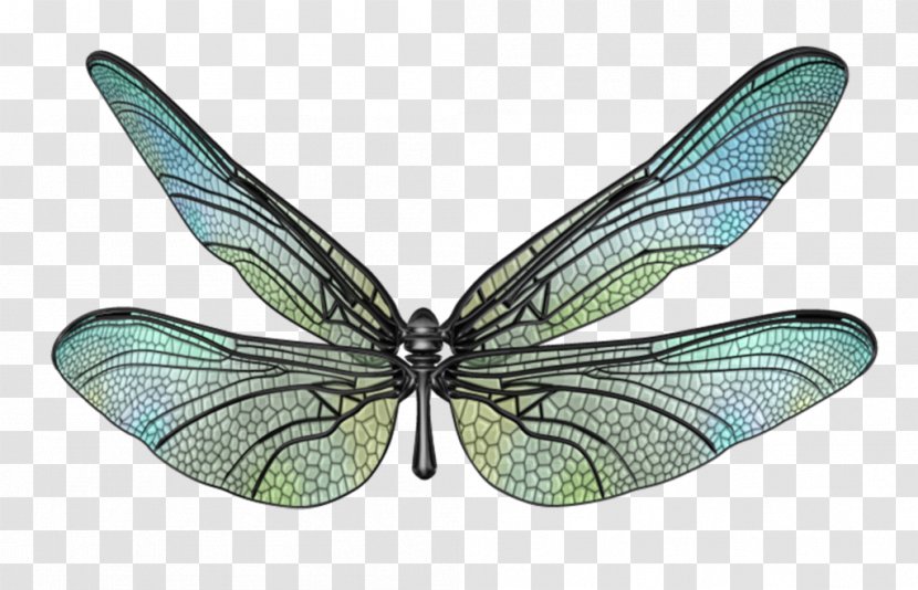 Moth - Organism - Butterfly Wings Transparent PNG