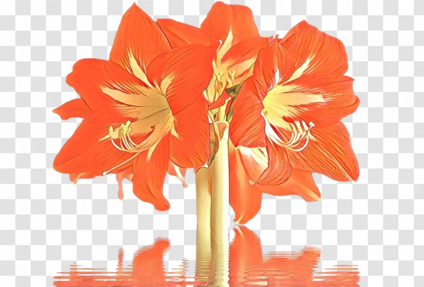Orange - Cut Flowers - Hippeastrum Amaryllis Family Transparent PNG