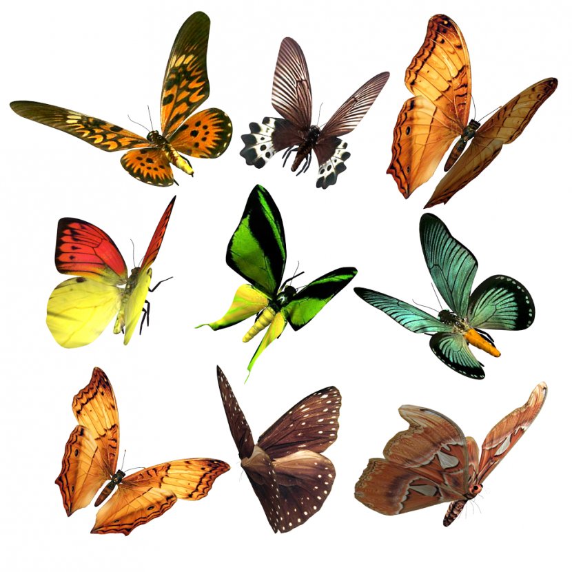 My Butterfly Collection: On The Wings Of Papilio Demoleus Desktop Wallpaper - Diagram - Papillon Transparent PNG