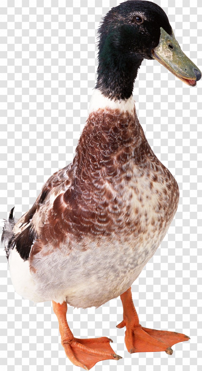 Bird Duck Domestic Goose Poultry Animal - Anser - Image Transparent PNG