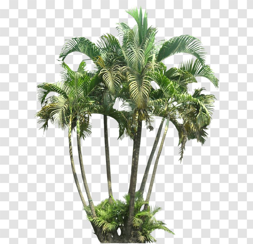 Mexican Fan Palm Ptychosperma Macarthurii Tree Cycad Transparent PNG