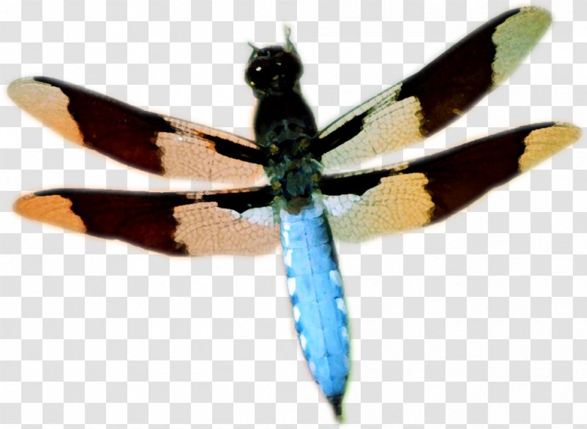 Dragonfly Butterfly Insect Wing - Fly Transparent PNG