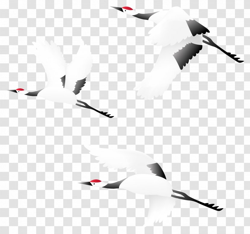 Bird Red-crowned Crane - Symmetry Transparent PNG