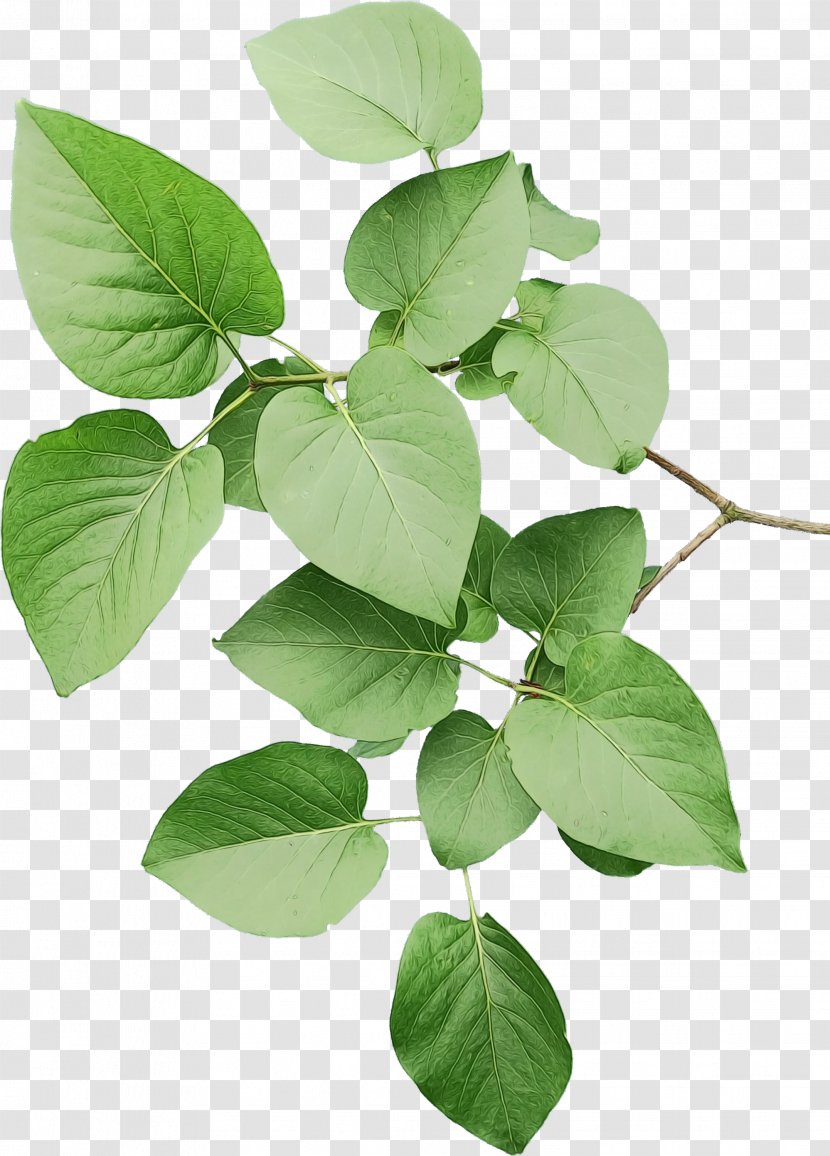 Leaf Plant Stem Herb Plants - Tree - Flowering Transparent PNG