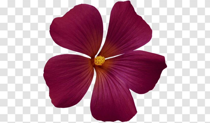 Magenta Flower Yellow Petal Violet Transparent PNG