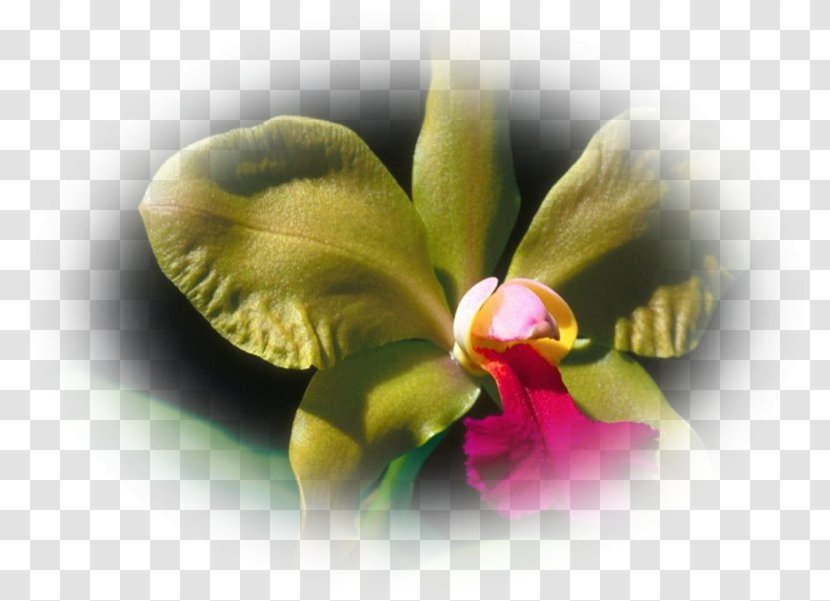 São Roque Do Canaã Rodovia Armando Martineli Moth Orchids Orquidário - Flower - Orchidee Transparent PNG