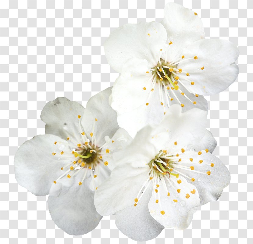 Flower Blossom Photography Color Clip Art - Twig Transparent PNG