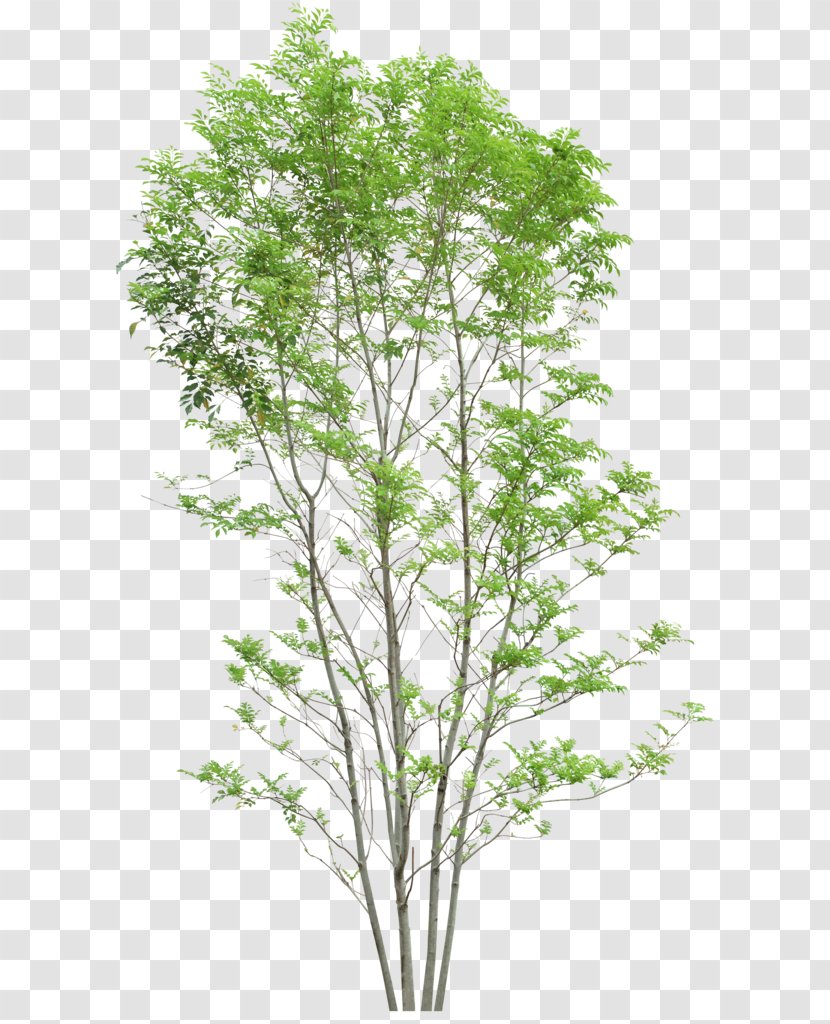 Twig Tree - Transparency And Translucency Transparent PNG