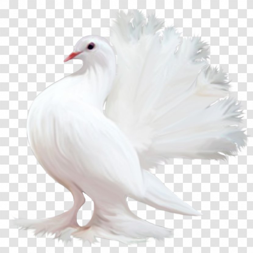 Homing Pigeon Bird Columbidae Tourterelle Colombe - Typical Pigeons Transparent PNG