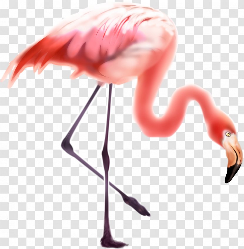 Bird Greater Flamingo Flamingos Transparent PNG