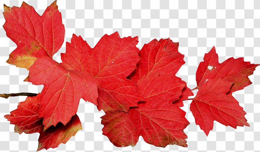 Autumn Leaves Leaf Photography - Blog Transparent PNG