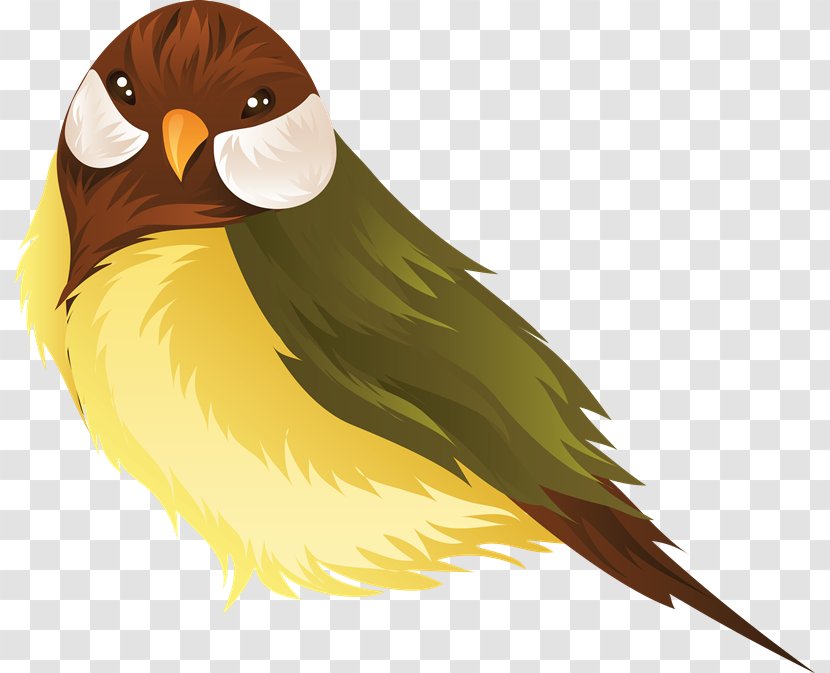 Parrot Lovebird Clip Art - Beak - Aves Transparent PNG