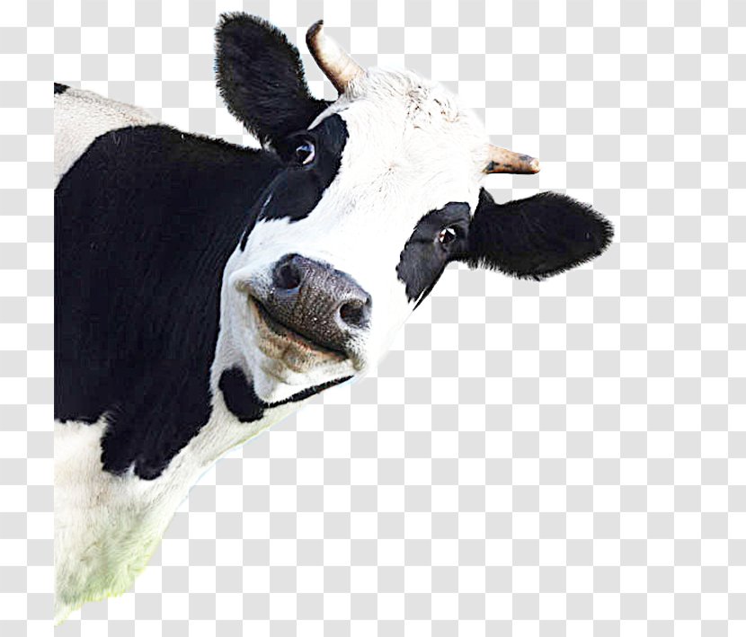 California Cattle Flatulence Methane Livestock - Dairy - A Cow Transparent PNG
