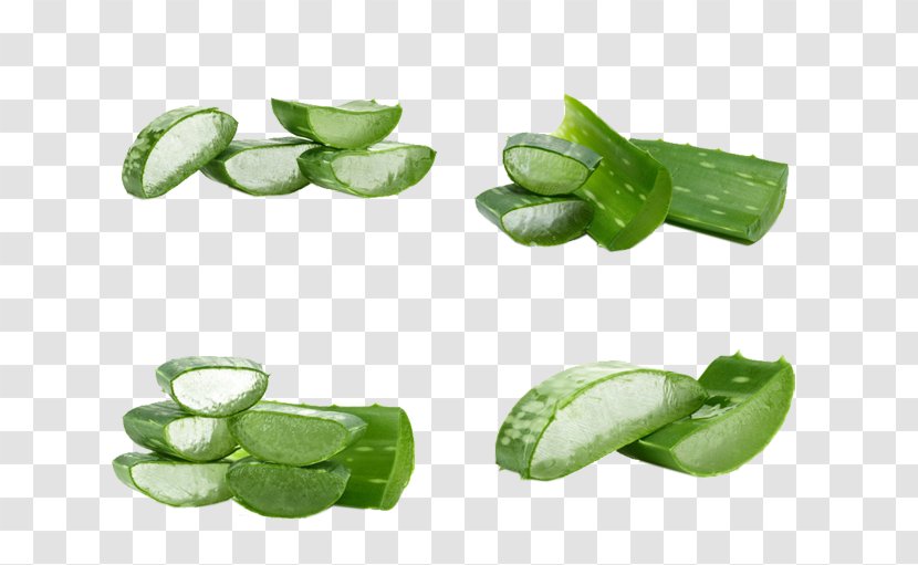 Aloe Vera Skin Plant Transparent PNG