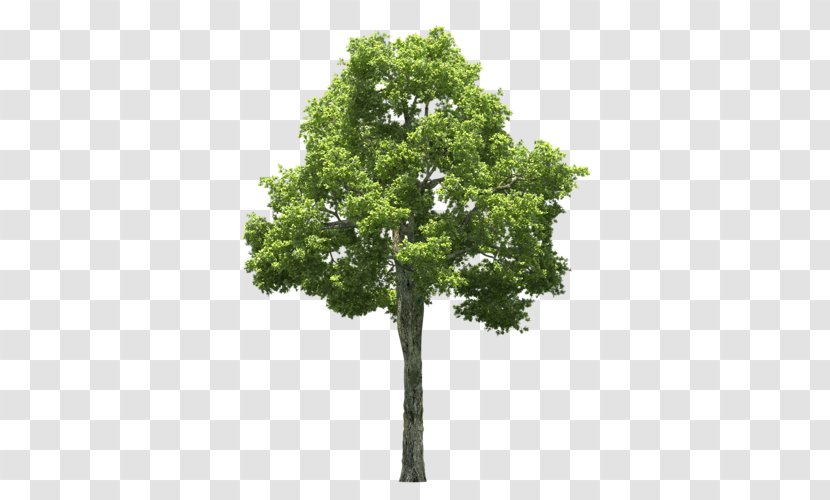 Tree Populus Alba Clip Art - Plant Transparent PNG