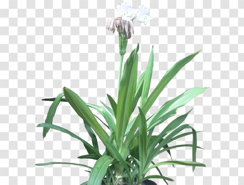 Beach Spider Lily Embryophyta Flowerpot Houseplant - Grasses - Tropical Foliage Transparent PNG