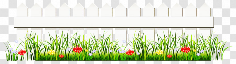 Grass Grass Family Plant Lawn Transparent PNG