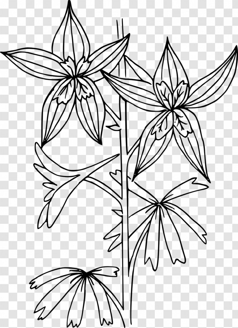 Nuttall's Larkspur Clip Art - White - Flower Transparent PNG