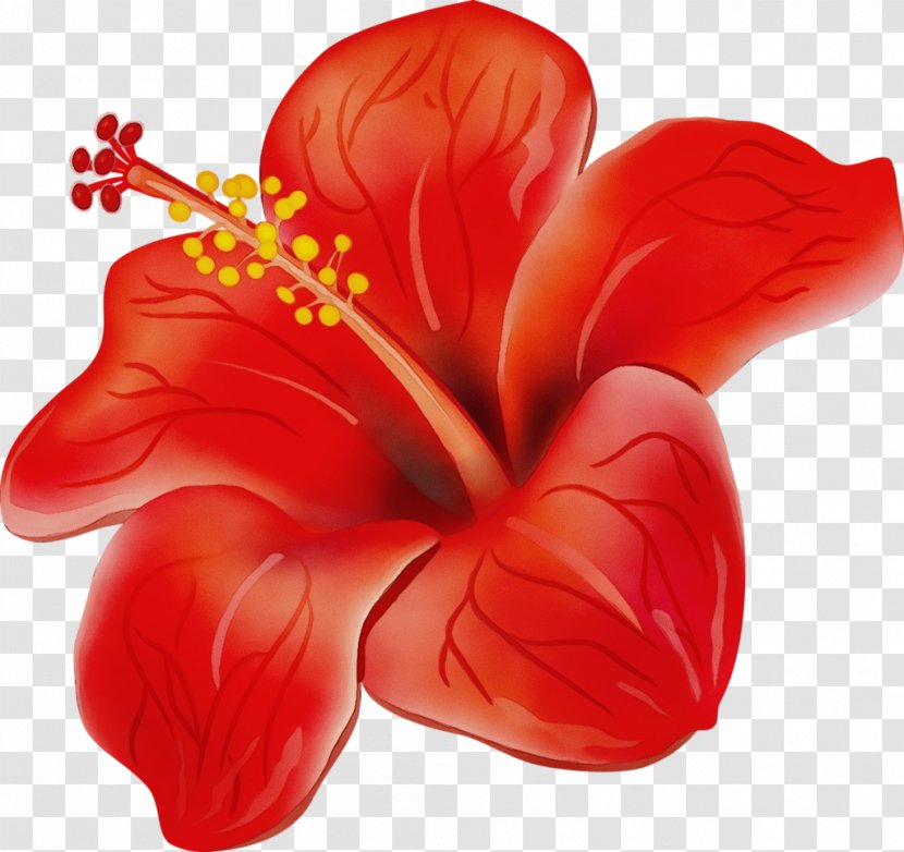Floral Design - Drawing - Anthurium Hibiscus Transparent PNG