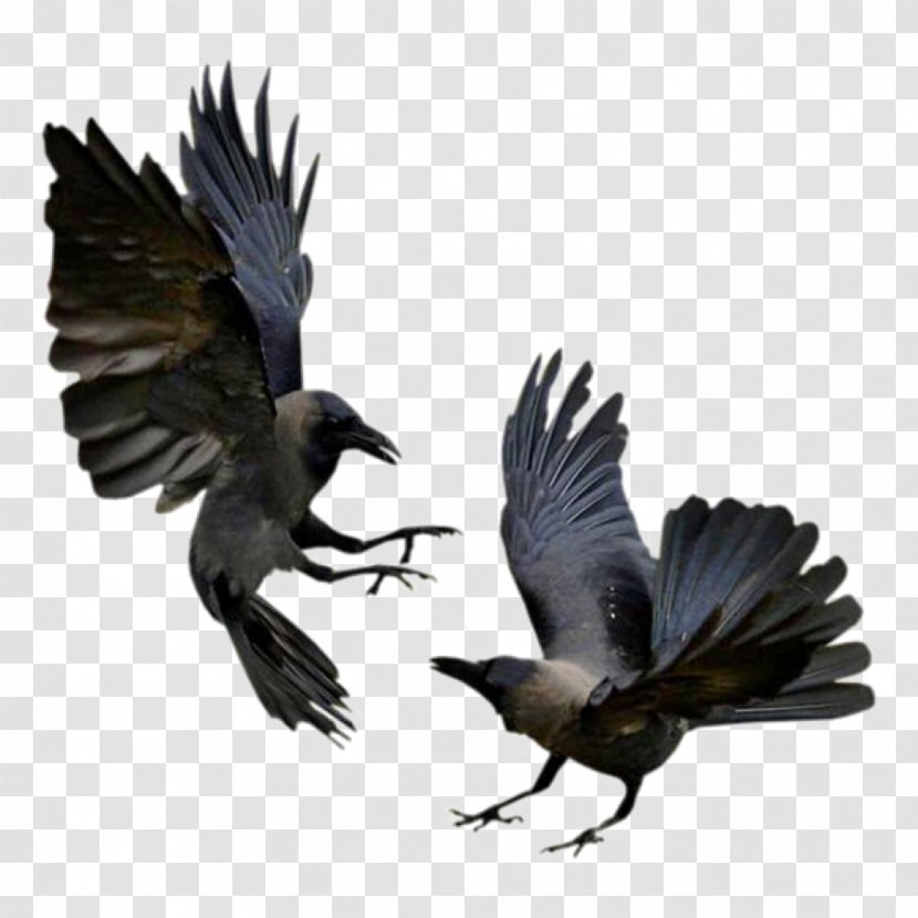 American Crow Rook Bird Common Raven Flight Transparent PNG