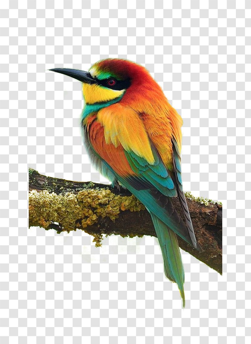 Bird Parrot European Bee-eater Cuteness Wallpaper - Phasianidae Transparent PNG