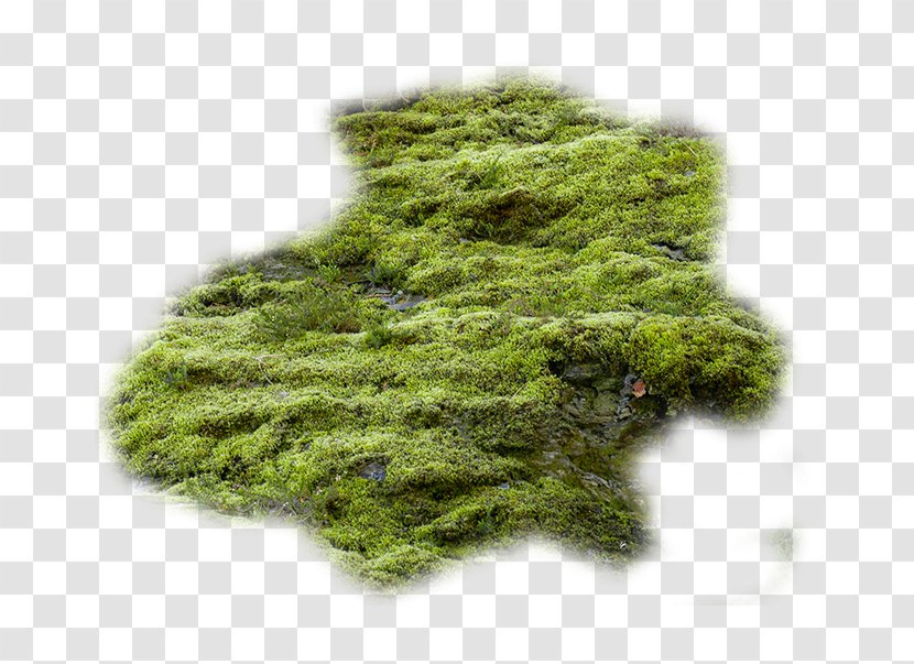 Texture Mapping Bryophyte - Moss Transparent PNG