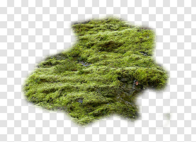 Texture Mapping Bryophyte Moss Transparent Png