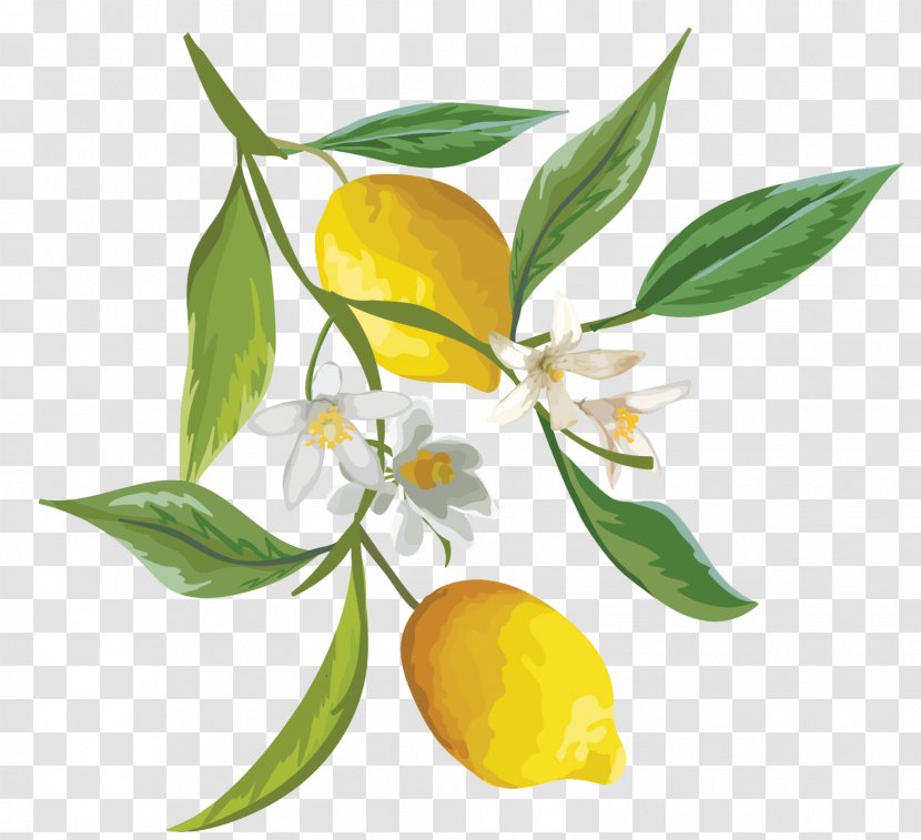Lemon Fruit Watercolor Painting - Orange Tree Transparent PNG