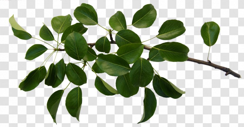 Canada Maple Leaf - Moringa - Twig Transparent PNG