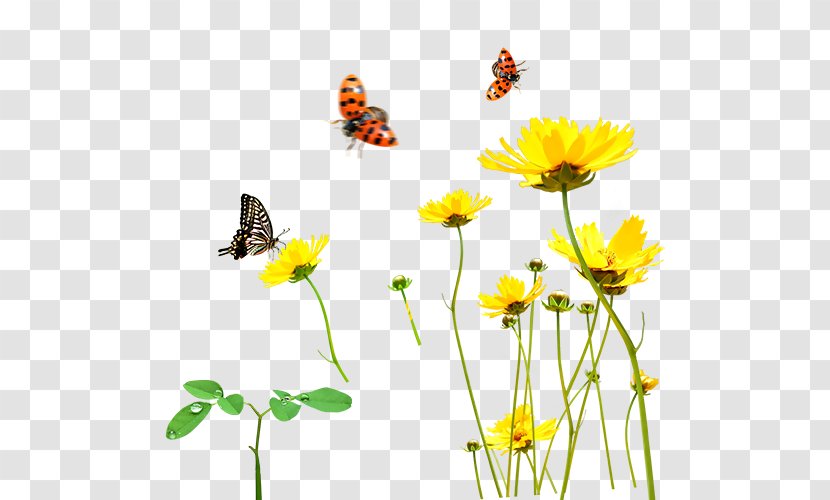 Clip Art Flower Image Vector Graphics - Sunflower - Flowers For Transparent PNG
