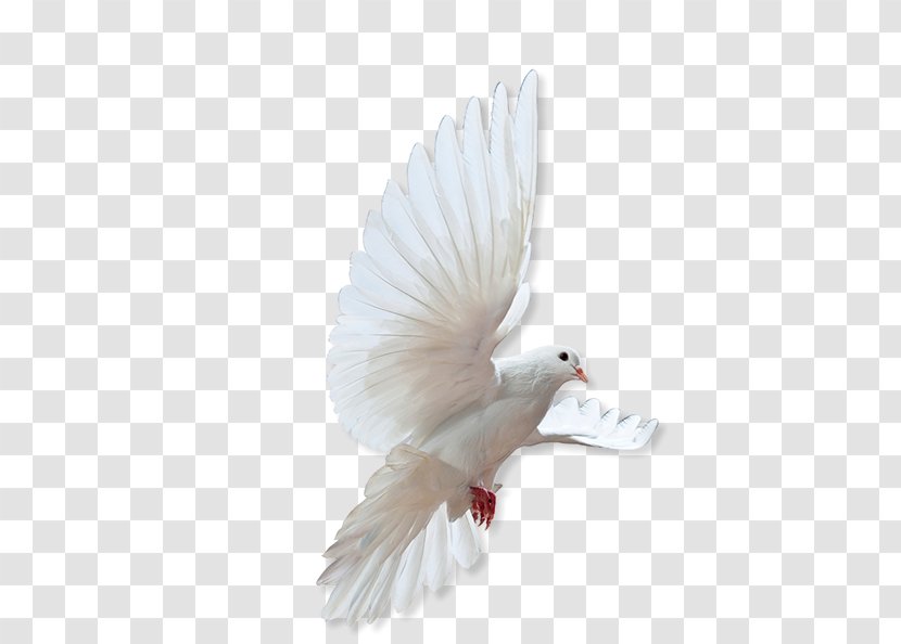 Rock Dove Columbidae Bird Release - Wing - Made Of Honor Transparent PNG