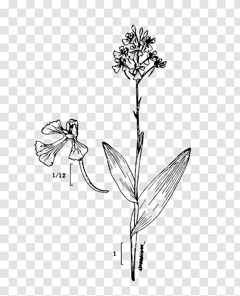 Platanthera Peramoena Plant Sketch - Branch Transparent PNG