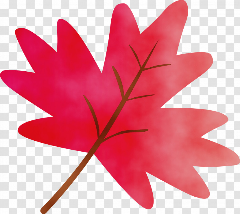 Maple Leaf Transparent PNG