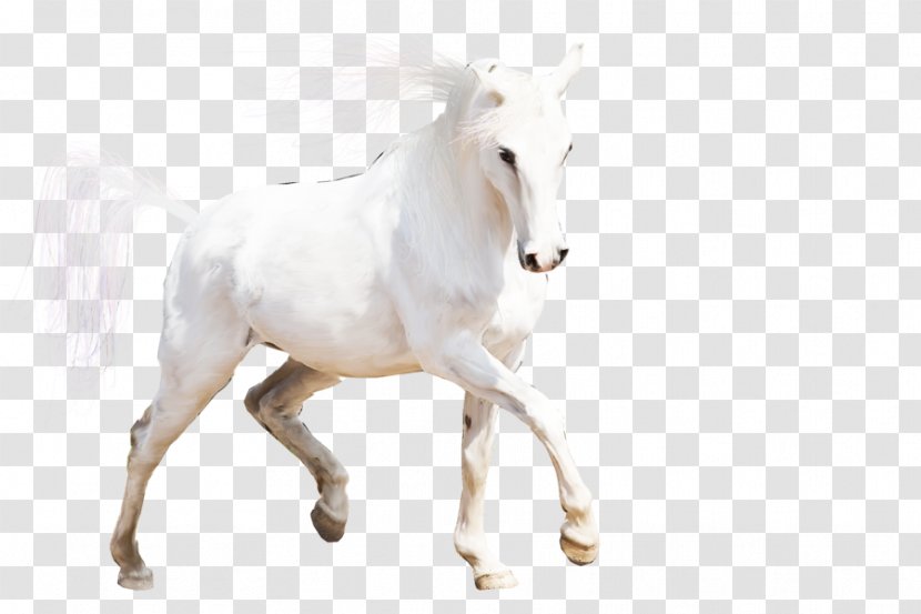 Arabian Horse Mustang Stallion Horses Mare - Breed Transparent PNG