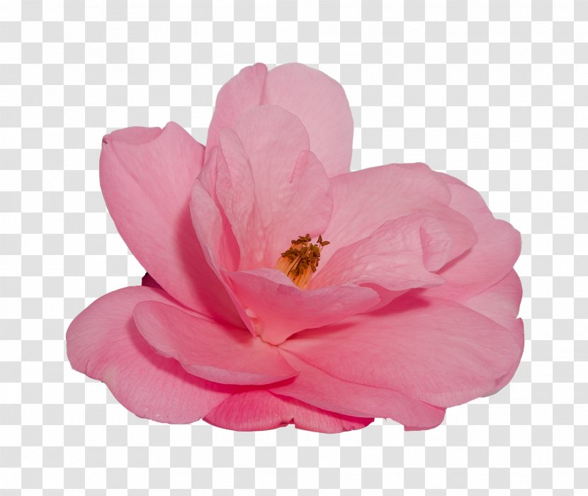 Pink Flower Cartoon - Perennial Plant Blossom Transparent PNG