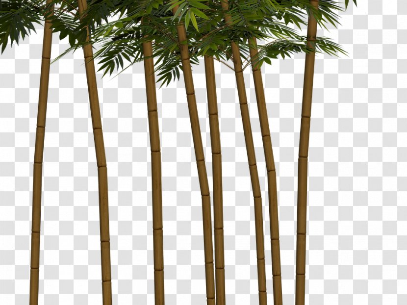 Clip Art Image Tropical Woody Bamboos Palm Trees - Bambu Kuning - Plants Transparent PNG