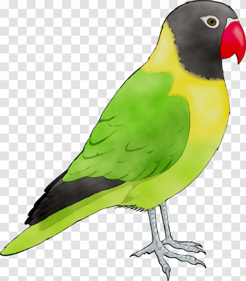 Budgerigar Lovebird Parrot Macaw - Budgie - Beak Transparent PNG
